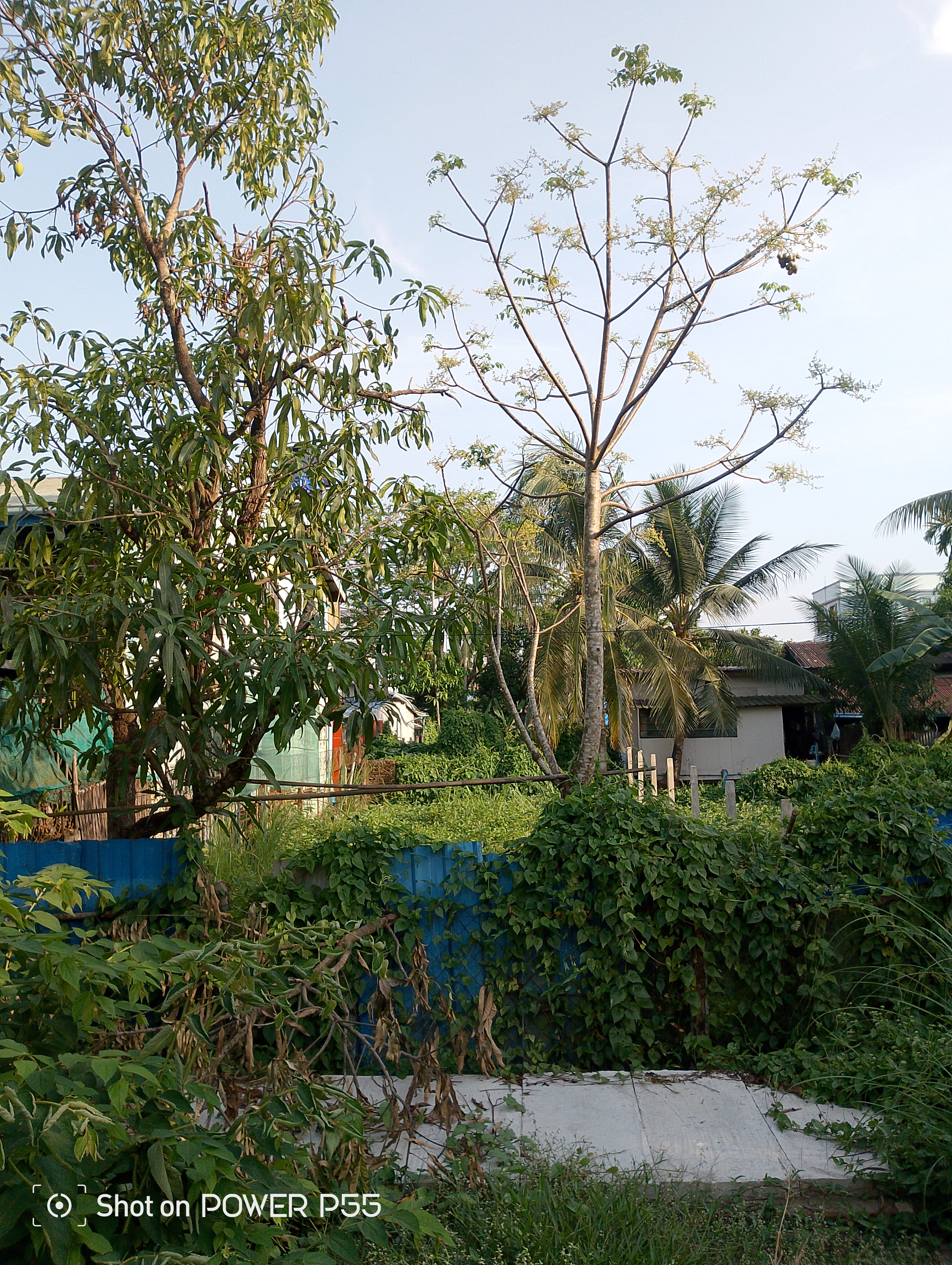 အရှေ့ဒဂုံမြို့နယ်ရှိမြေကွက်